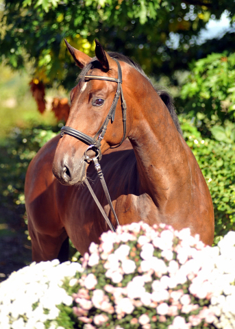 Valentiano - Foto: Beate Langels - Trakehner Gestt Hmelschenburg