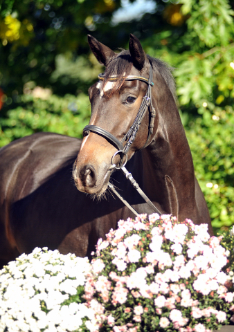 Glorietta - Trakehner Stute von Freudenfest u.d. Elitestute Gloriette v. Kostolany, Foto: Richard Langels