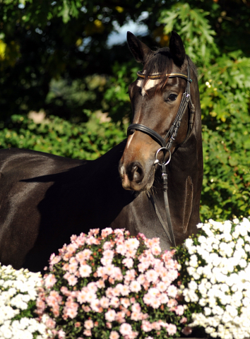 Trakehner Stute von Freudenfest u.d. Elitestute Gloriette v. Kostolany, Foto: Beate Langels