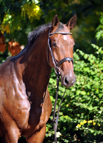 Valentiano - Foto: Beate Langels - Trakehner Gestt Hmelschenburg