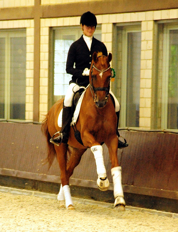 Trakehner Hengst Zauberdeyk v. Van Deyk - Friedensfrst - Trakehner Gestt Hmelschenburg - Foto: Beate Langels