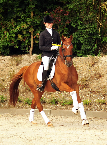 Trakehner Hengst Zauberdeyk v. Van Deyk - Friedensfrst - Trakehner Gestt Hmelschenburg - Foto: Beate Langels