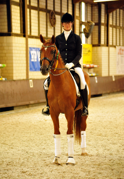 Trakehner Hengst Zauberdeyk v. Van Deyk - Friedensfrst - Trakehner Gestt Hmelschenburg - Foto: Beate Langels