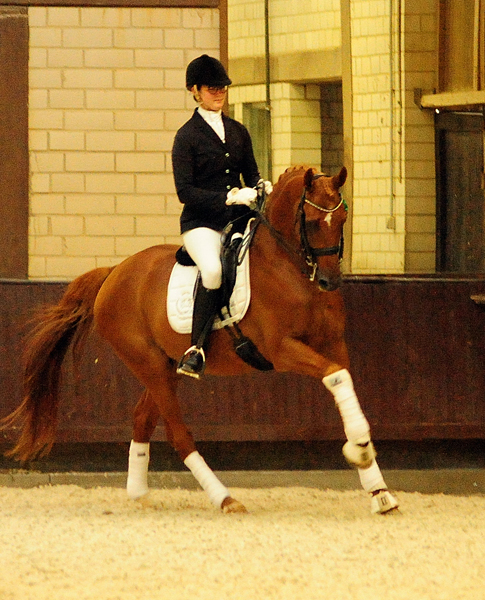 Trakehner Hengst Zauberdeyk v. Van Deyk - Friedensfrst - Trakehner Gestt Hmelschenburg - Foto: Beate Langels