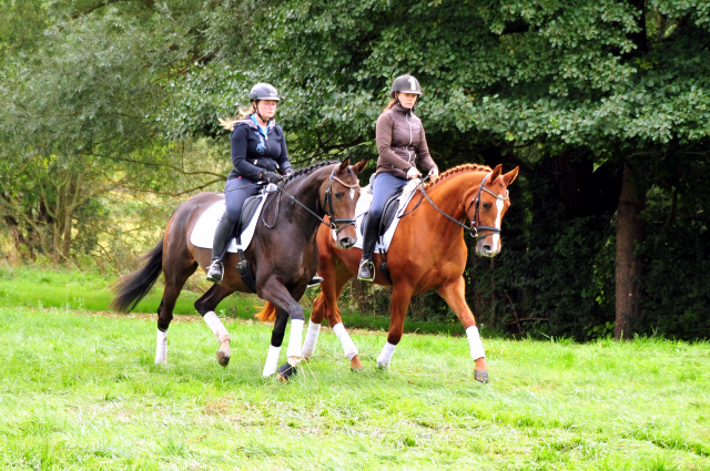 Prmienstuten Val d'Isere und Klassic Motion v. High Motion  - Foto: Beate Langels - 
Trakehner Gestt Hmelschenburg