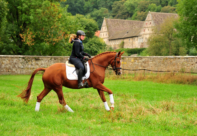 Prmienstute Klassic Motion v. High Motion  - Foto: Beate Langels - 
Trakehner Gestt Hmelschenburg