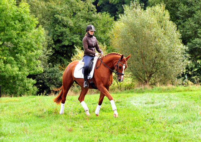 Prmienstute Klassic Motion v. High Motion  - Foto: Beate Langels - 
Trakehner Gestt Hmelschenburg