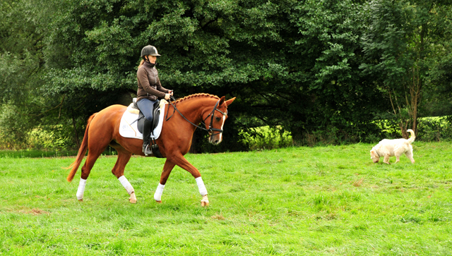 Prmienstute Klassic Motion v. High Motion  - Foto: Beate Langels - 
Trakehner Gestt Hmelschenburg