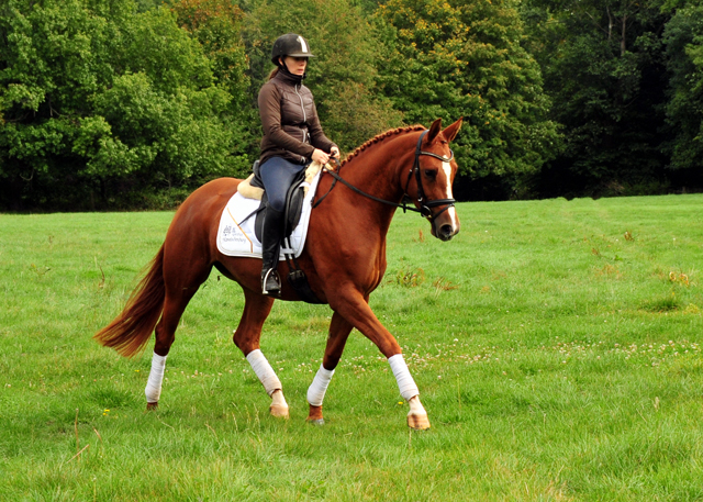 Prmienstute Klassic Motion v. High Motion  - Foto: Beate Langels - 
Trakehner Gestt Hmelschenburg