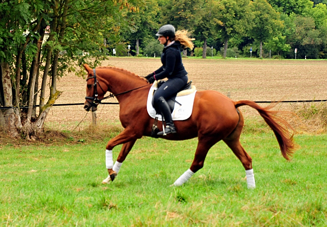 Prmienstute Klassic Motion v. High Motion  - Foto: Beate Langels - 
Trakehner Gestt Hmelschenburg