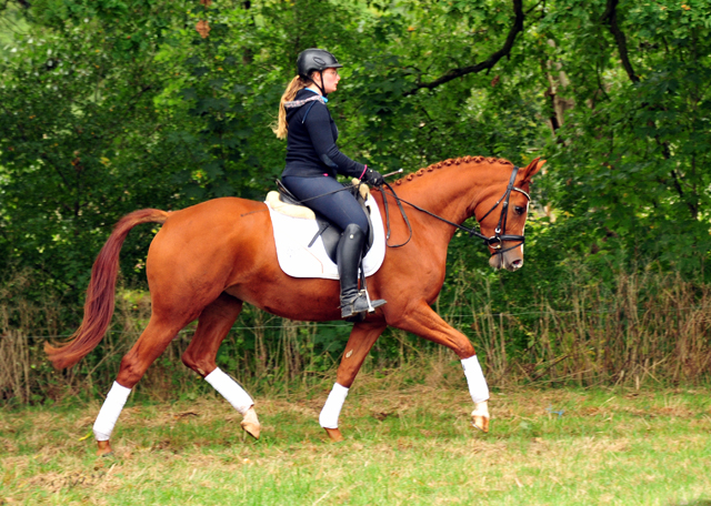 Prmienstute Klassic Motion v. High Motion  - Foto: Beate Langels - 
Trakehner Gestt Hmelschenburg