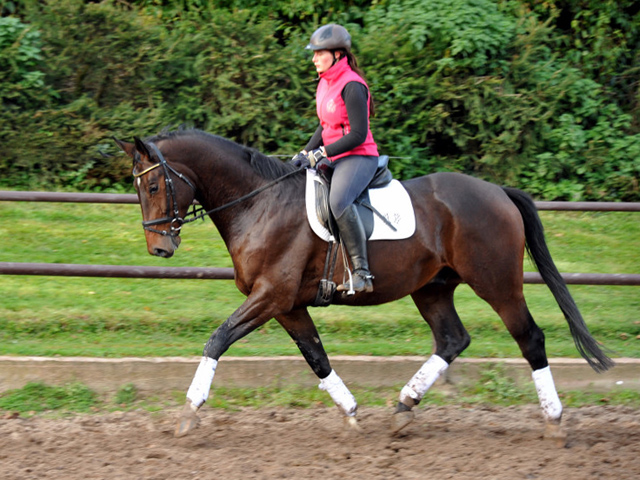3jhriger Trakehner von Exclusiv u.d. Elitestute Vicenza v. Showmaster, Foto: Beate Langels, 
Trakehner Gestt Hmelschenburg - Beate Langels