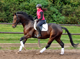 3jhriger Trakehner von Exclusiv u.d. Elitestute Vicenza v. Showmaster, Foto: Beate Langels,
Trakehner Gestt Hmelschenburg - Beate Langels