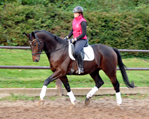 3jhriger Trakehner von Exclusiv u.d. Elitestute Vicenza v. Showmaster, Foto: Beate Langels, 
Trakehner Gestt Hmelschenburg - Beate Langels