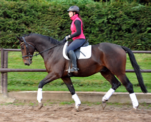 3jhriger Trakehner von Exclusiv u.d. Elitestute Vicenza v. Showmaster, Foto: Beate Langels, 
Trakehner Gestt Hmelschenburg - Beate Langels