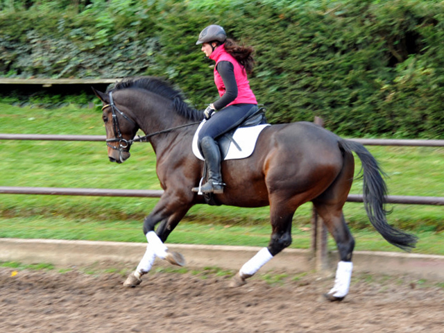 3jhriger Trakehner von Exclusiv u.d. Elitestute Vicenza v. Showmaster, Foto: Beate Langels, 
Trakehner Gestt Hmelschenburg - Beate Langels