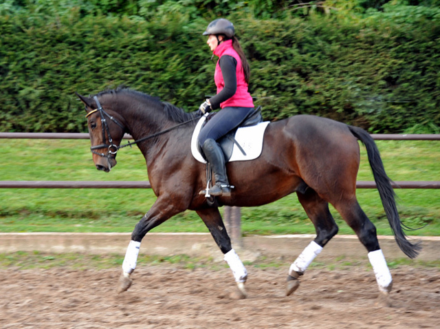 G3jhriger Trakehner von Exclusiv u.d. Elitestute Vicenza v. Showmaster, Foto: Beate Langels, 
Trakehner Gestt Hmelschenburg - Beate Langels