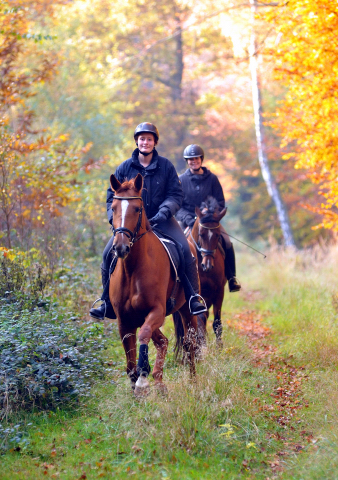 Ausritt mit den 3jhrigen BE FAIR und APOLLO sowie der 4jhrigen KITTY am 28.10.2015  - Foto Beate Langels - Trakehner Gestt Hmelschenburg