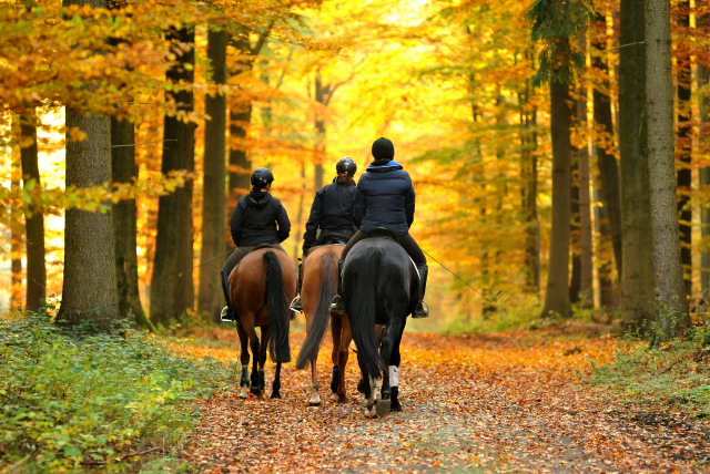 Ausritt mit den 3jhrigen BE FAIR und APOLLO sowie der 4jhrigen KITTY am 28.10.2015  - Foto Beate Langels - Trakehner Gestt Hmelschenburg