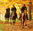 Impressionen Oktober 2015 Gestt Hmelschenburg - Foto Beate Langels- Trakehner Gestt Hmelschenburg