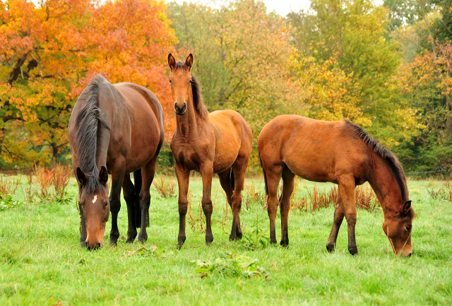 Schwalbe's Beauty v. High Motion x Imperio - Trakehner Gestt Hmelschenburg - Foto: Beate Langels