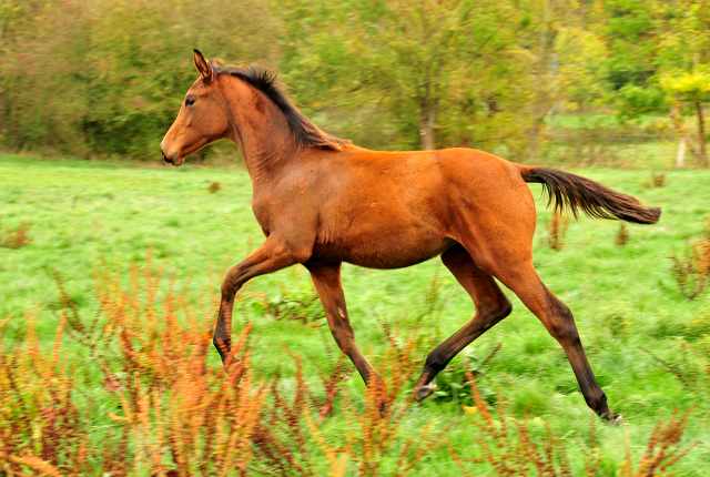 Schwalbe's Beauty v. High Motion x Imperio - Trakehner Gestt Hmelschenburg - Foto: Beate Langels