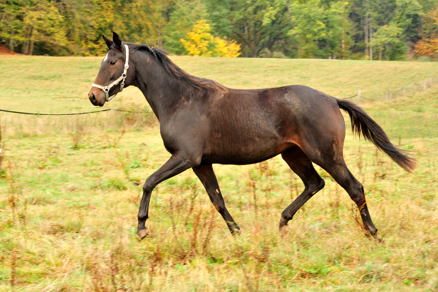 Valentine v. High Motion am 28. Oktober 2018 - Trakehner Gestt Hmelschenburg - Beate Langels