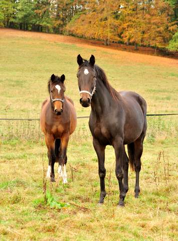 Valentine v. High Motion am 28. Oktober 2018 - Trakehner Gestt Hmelschenburg - Beate Langels