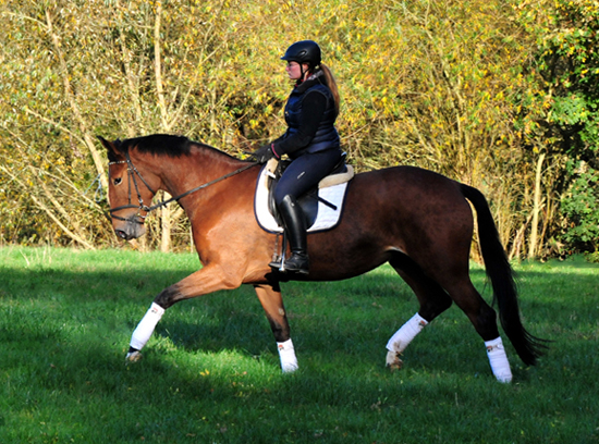 4jhrige Trakehner Stute von Honor du Soir u.d. Elitestute Karena v. Freudenfest
- Foto: Beate Langels