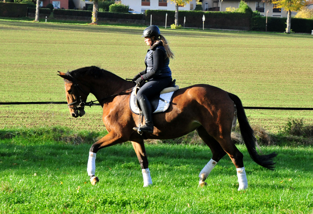 4jhrige Trakehner Stute von Honor du Soir u.d. Elitestute Karena v. Freudenfest
- Foto: Beate Langels