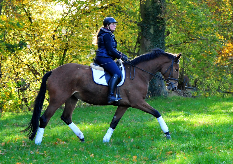 4jhrige Trakehner Stute von Honor du Soir u.d. Elitestute Karena v. Freudenfest
- Foto: Beate Langels