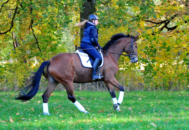 4jhrige Trakehner Stute von Honor du Soir u.d. Elitestute Karena v. Freudenfest
- Foto: Beate Langels