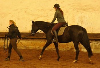 Schwalbensiegel von Kostolany u.d. Pr.,StPr. u. Elitestute Schwalbenspiel v. Exclusiv - Foto: Beate Langels - Zchter : Trakehner Gestt Hmelschenburg