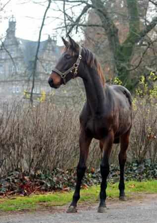 Vitalia von Exclusiv u.d. Vicenza v. Showmaster - Trakehner Gestt Hmelschenburg
