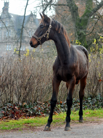 Vitalia von Exclusiv u.d. Vicenza v. Showmaster - Trakehner Gestt Hmelschenburg