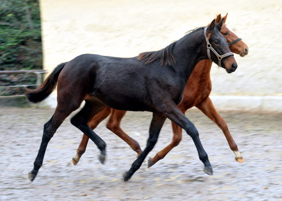 Vitalia von Exclusiv u.d. Vicenza v. Showmaster - Trakehner Gestt Hmelschenburg