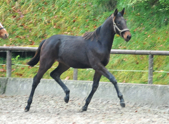 Vitalia von Exclusiv u.d. Vicenza v. Showmaster - Trakehner Gestt Hmelschenburg