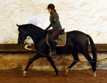 Schwalbensiegel von Kostolany u.d. Pr.,StPr. u. Elitestute Schwalbenspiel v. Exclusiv - Foto: Beate Langels - Zchter : Trakehner Gestt Hmelschenburg