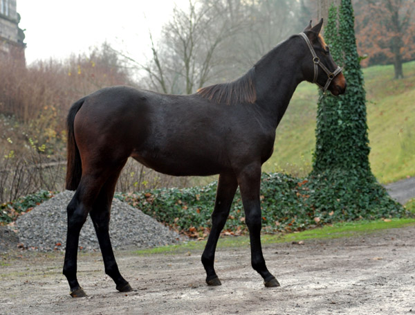 Vitalia von Exclusiv u.d. Vicenza v. Showmaster - Trakehner Gestt Hmelschenburg