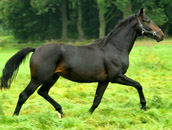 Trakehner Gest�t H�melschenburg - Beate Langels