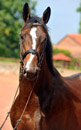 Trakehner Gest�t H�melschenburg - Beate Langels