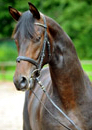 Trakehner Gest�t H�melschenburg - Beate Langels
