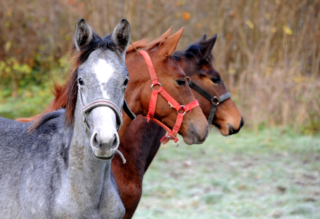 27. November 2021 in Hmelschenburg  - Foto: Beate Langels - Trakehner Gestt Hmelschenburg