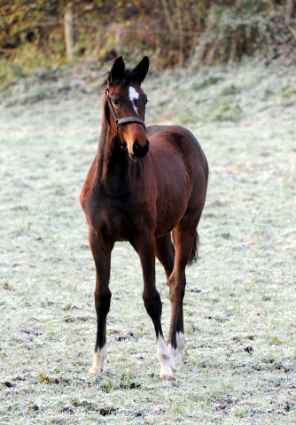 Karidia v. Saint Cyr - 27. November 2021 in Hmelschenburg  - Foto: Beate Langels - Trakehner Gestt Hmelschenburg