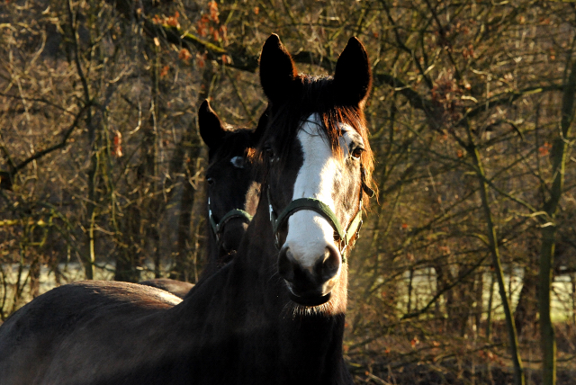 Pr.St. Tavolara v. Exclusiv, dahinter PrSt. Vittoria v. Exclusiv - Hmelschenburg am 28. Dezember 2012, Foto: Beate Langels, Trakehner Gestt Hmelschenburg - Beate Langels