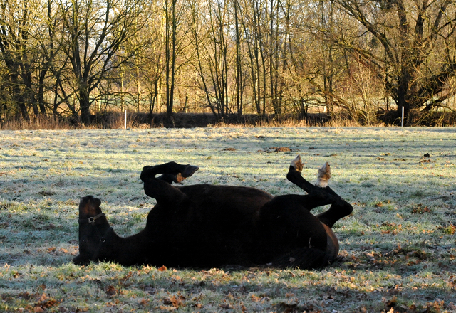 Elitestute Vicenza - Hmelschenburg am 28. Dezember 2012, Foto: Beate Langels, Trakehner Gestt Hmelschenburg - Beate Langels