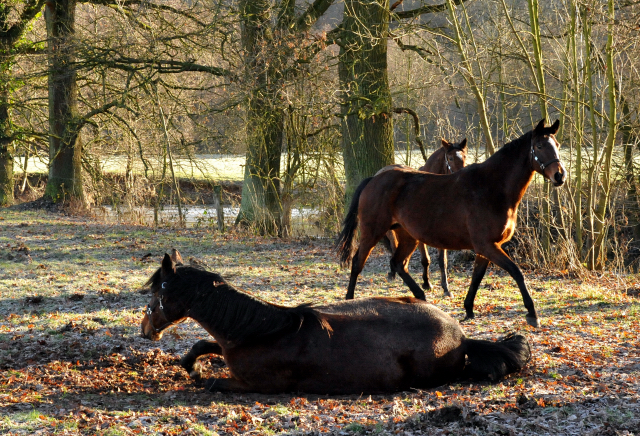 Elitestute Kalmar, Pr.St. Guendalina dahinter Pr.St. Karena - Hmelschenburg am 28. Dezember 2012, Foto: Beate Langels, Trakehner Gestt Hmelschenburg - Beate Langels