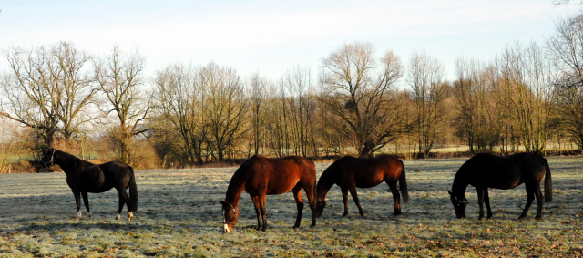 Greta Garbo, Pr.St. Guendalina, Pr.St. Karena und Elitestute Schwalbenspiel - Hmelschenburg am 28. Dezember 2012, Foto: Beate Langels, Trakehner Gestt Hmelschenburg - Beate Langels