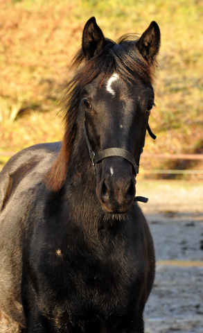 Hengstfohlen von Saint Cyr u.d. Rubina v. TycoonHmelschenburg am 28. Dezember 2012, Foto: Beate Langels, Trakehner Gestt Hmelschenburg - Beate Langels
