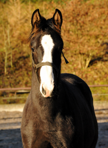 Hengstfohlen von Saint Cyr u.d. Pr.St. Grace Note v. Alter Fritz Hmelschenburg am 28. Dezember 2012, Foto: Beate Langels, Trakehner Gestt Hmelschenburg - Beate Langels
